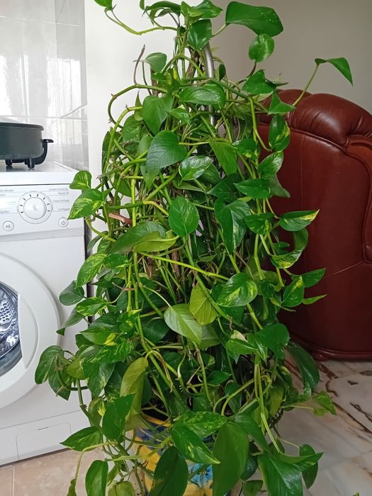 Planta jiboia com vaso