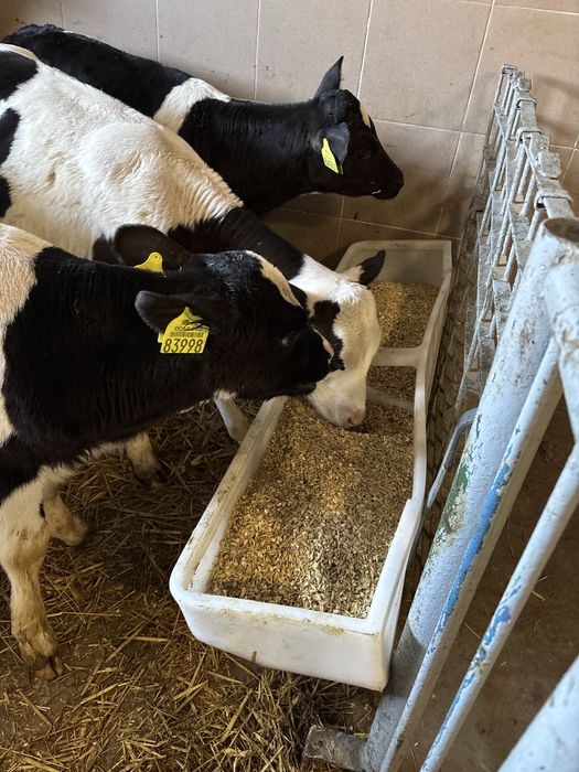 Jalowki sprzedam oraz byki