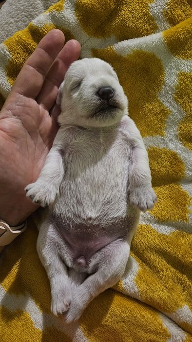 Sznaucer miniaturowy biały - RODOWÓD FCI !!!