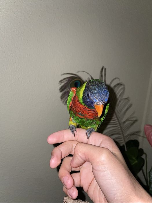 Lóris-arco-íris com cerca de 5 meses