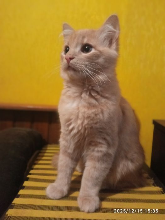 Віддам котика у хороші руки