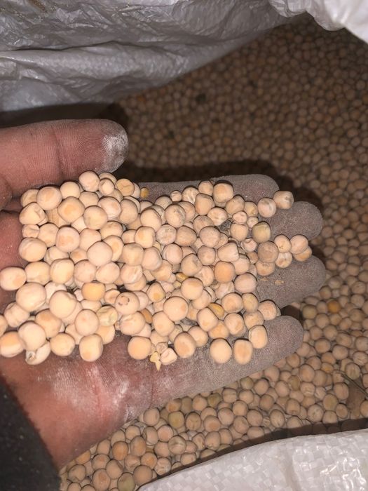 Продам горох для корму