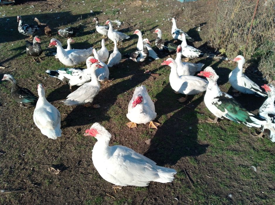 Качки і селезні шипуни