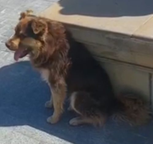 Помогите найти собаку