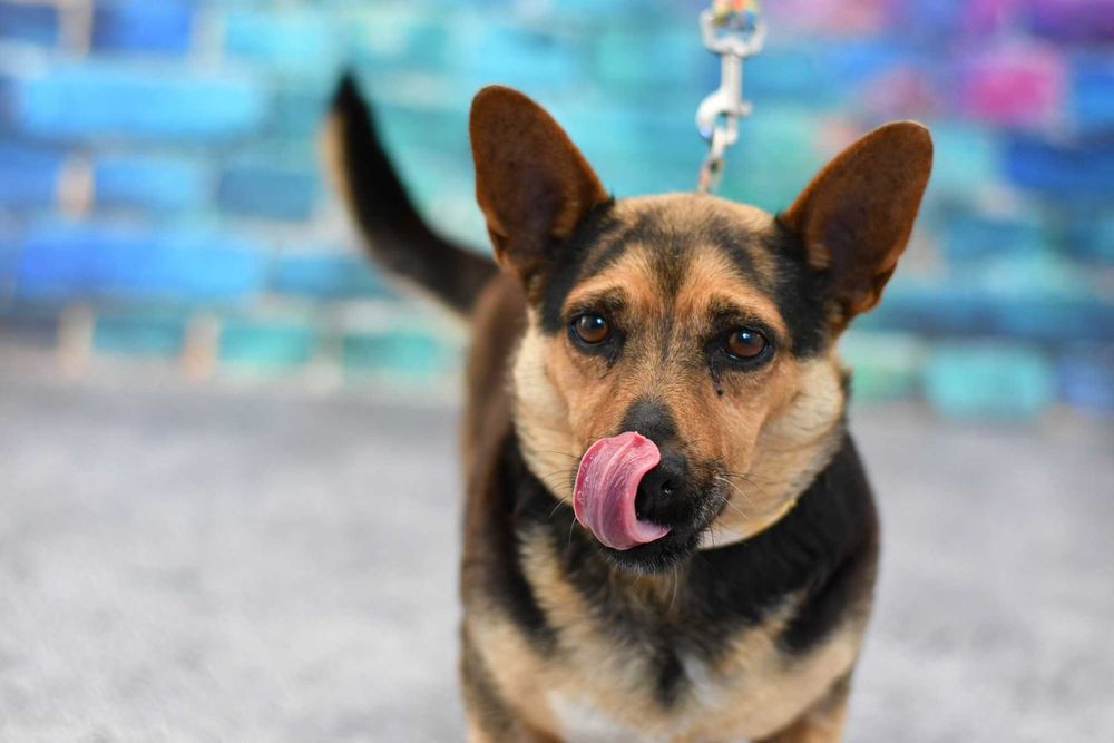 Malutka Fifi szuka rodzinki do pokochania!