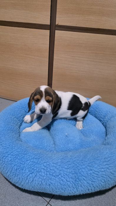 Beagle tricolor macho
