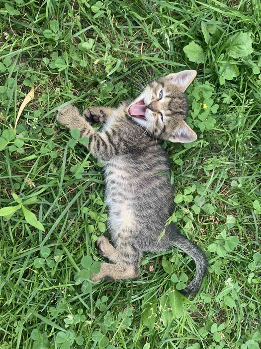 Бесплатно маленькие котики.