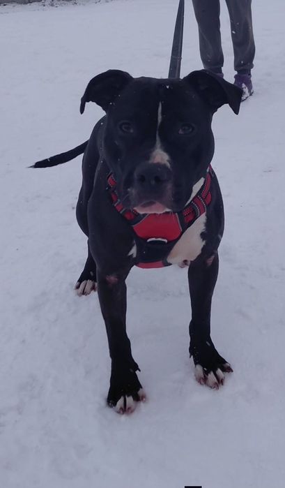 piesek suczka  pitbull