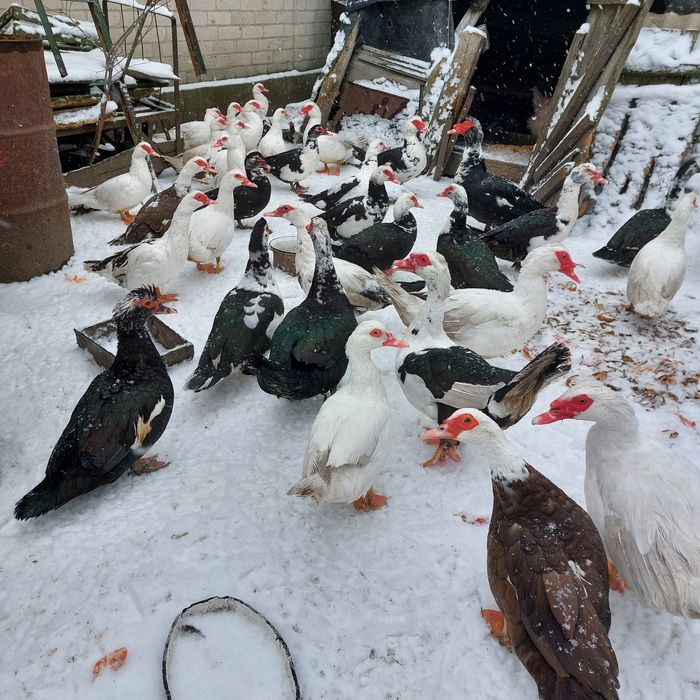 Індокачки живою вагою