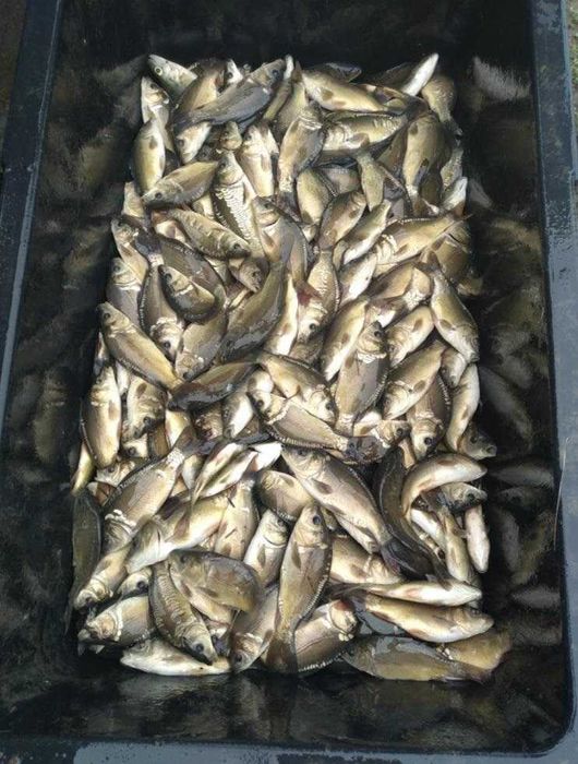 Sprzedam karp kroczek Przysucha