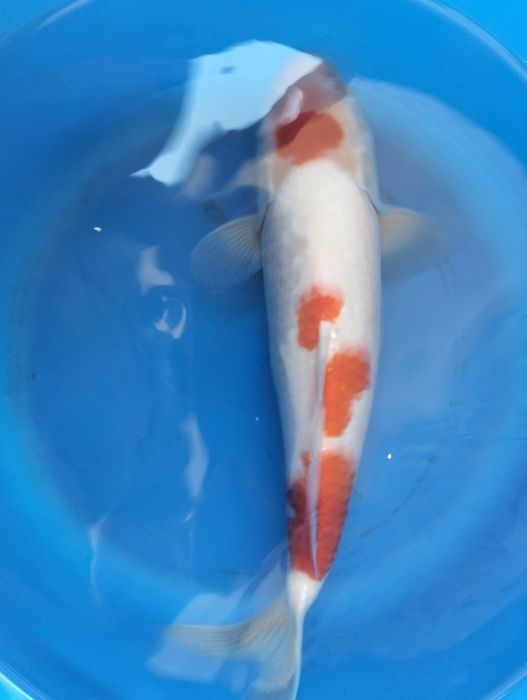 Carpa koi maruten kohaku 35 cm