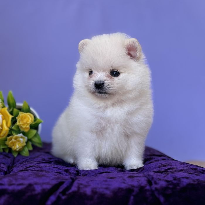 хлопчик шоу классу тип ведмедика.