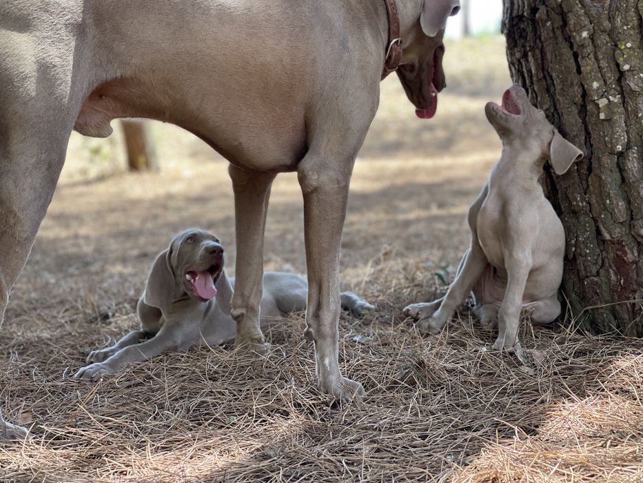 Weimaraner acasalamento