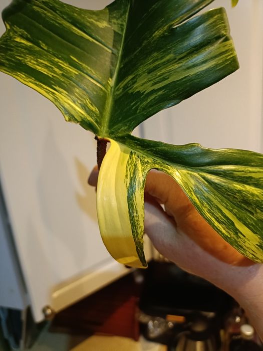 Philodendron Flobe variegata ,pędówki