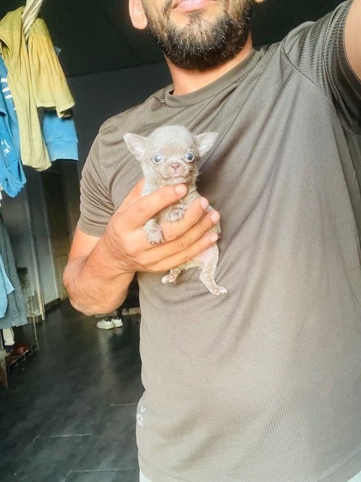 Chihuahua macho super miniatura