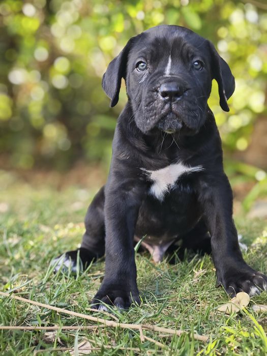 Cane Corso Italiano - Macho preto