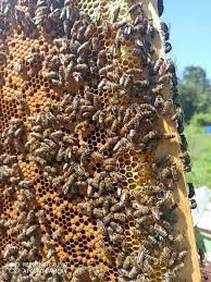 Бджолопакети капатка