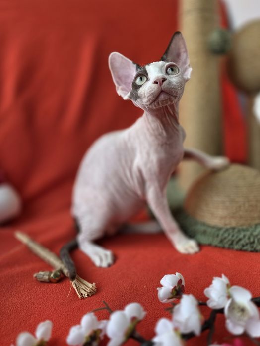 Девон Рекс- хлопчик