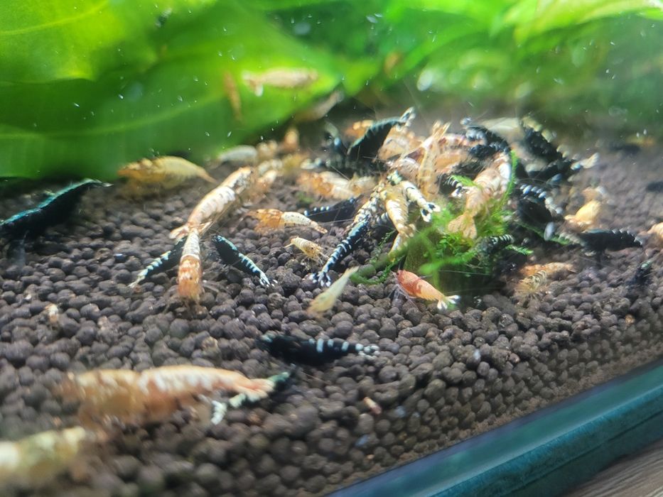 Krewetki MIX Galaxy !  Cena Promocyjna !