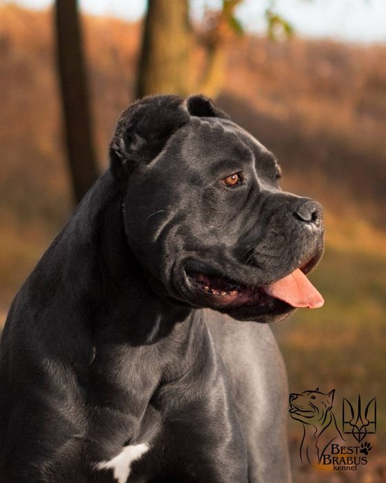 Шикарний кобель Кане корсо для  Вязки