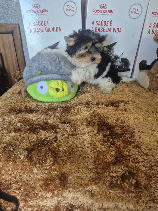Biewer  Terrier Macho  Criadora Registada PT3088FL
