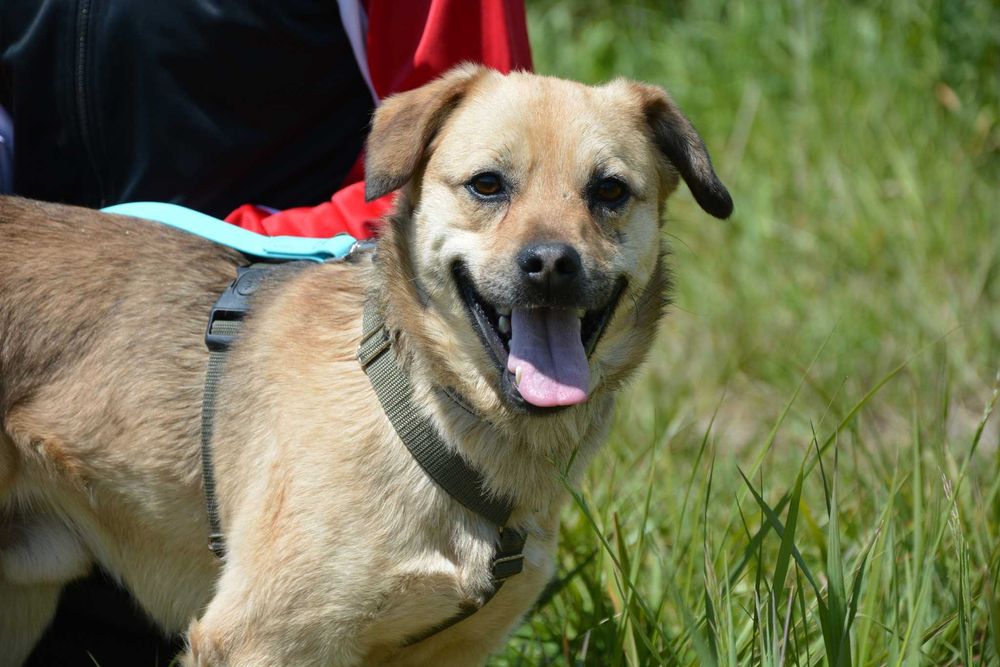 Buck – pies, który najbardziej na świecie pragnie bliskości