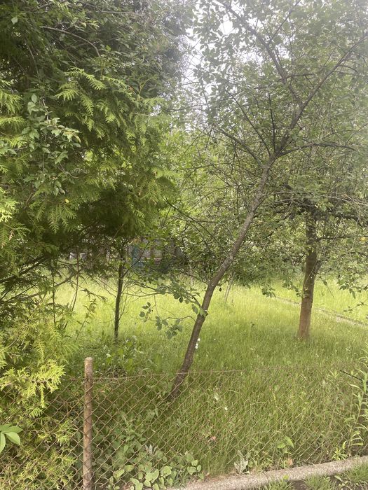 ROD Siekierki 300 m² | Prąd, woda | Owocujące drzewa | 27 000 zł - Widok 5