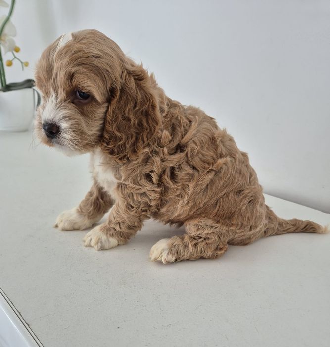 Suczka Cockapoo f1 Cocker spaniel- Pudel