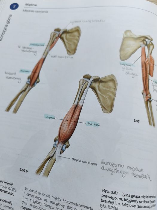 Atlas anatomii człowieka Sobotta 3 tomy