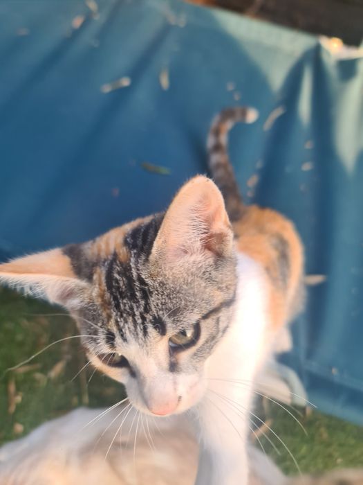 Gatinhas para adoção responsável
