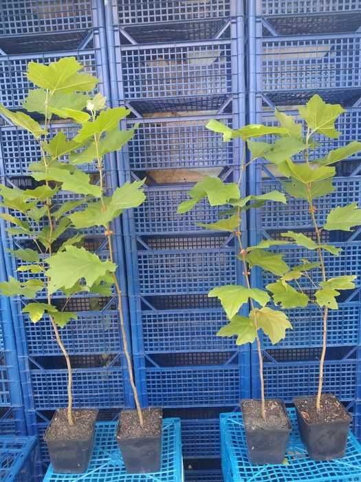 Платан.Саджанці у контейнерах