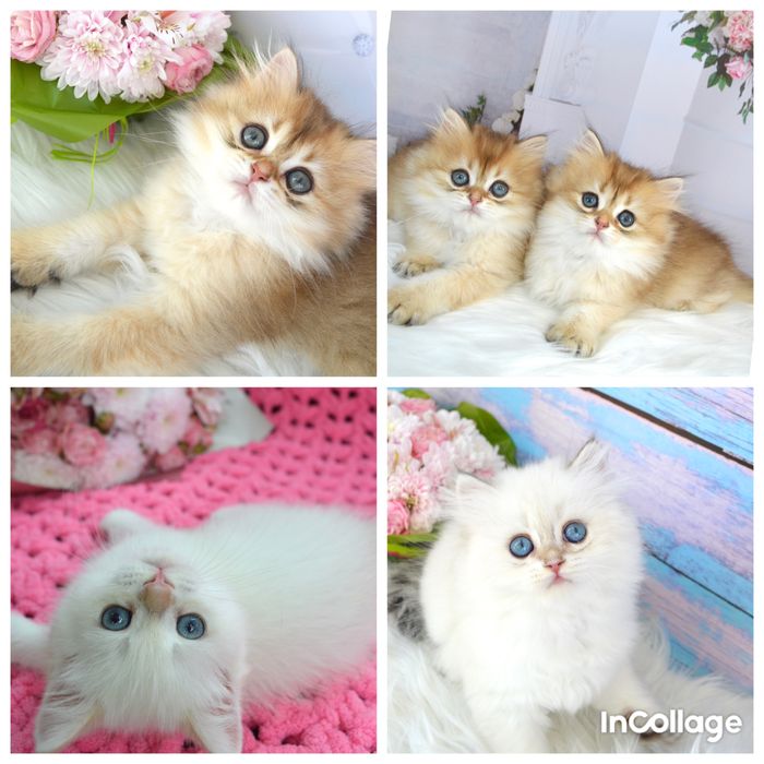 Британські котята золота шиншила