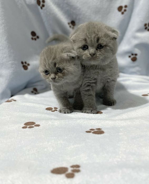 Неймовірно красивий кіт чекає на вашу кішечку.