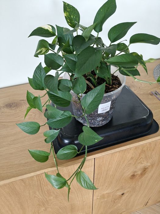 Epipremnum złociste doniczka 19cm