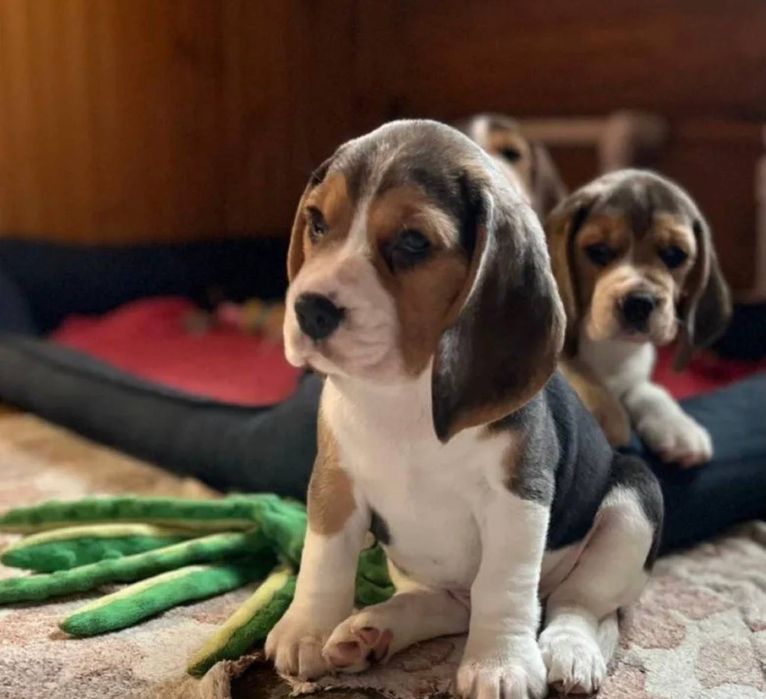 Гарна собачка бігль