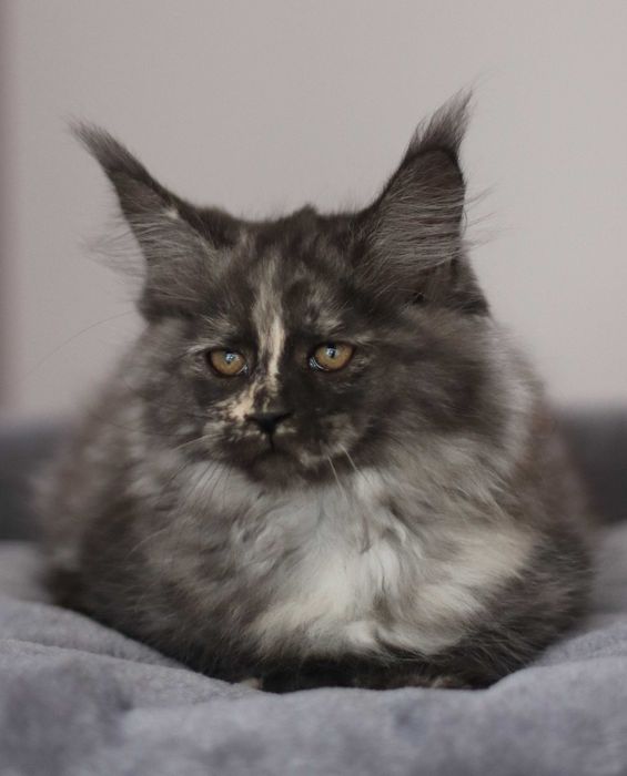Gatinha maine coon - LOP