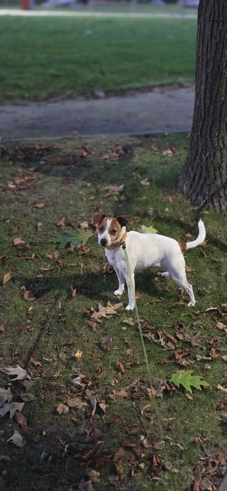 Jack Russel Terier, energiczna sunia Pola do adopcji