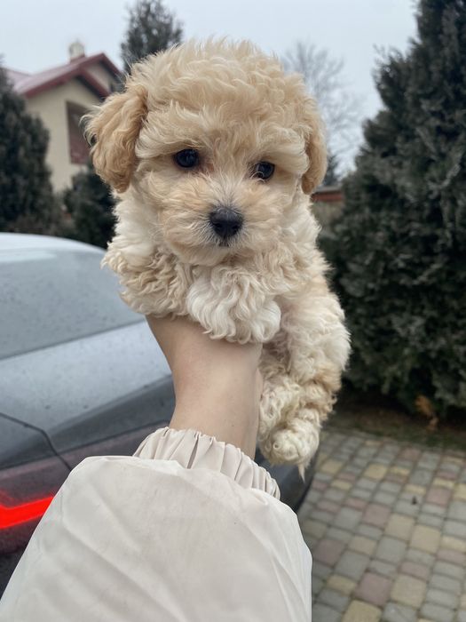 Найкращі цуцики на подарунок мальтипу