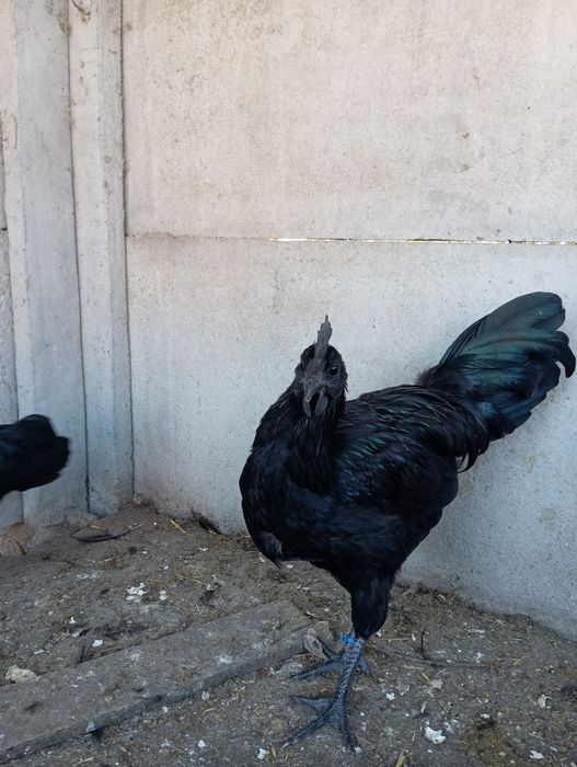Kogut ayam cemani