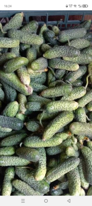 продаються домашні огірки