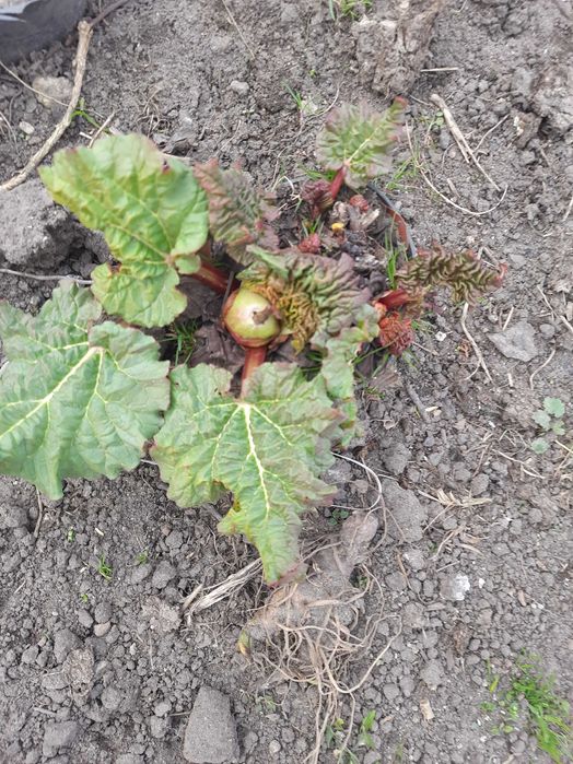 Rabarbar, duża sadzonka w doniczce