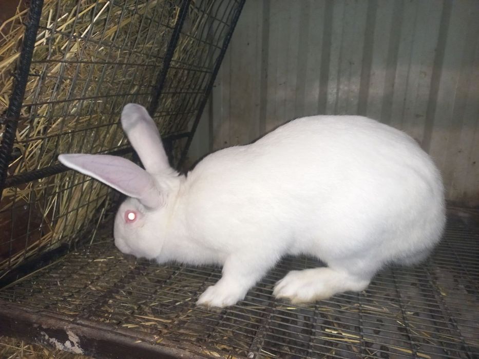 Кролик самець Термонська біла