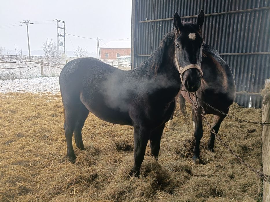 Klaczka śląska księga główna