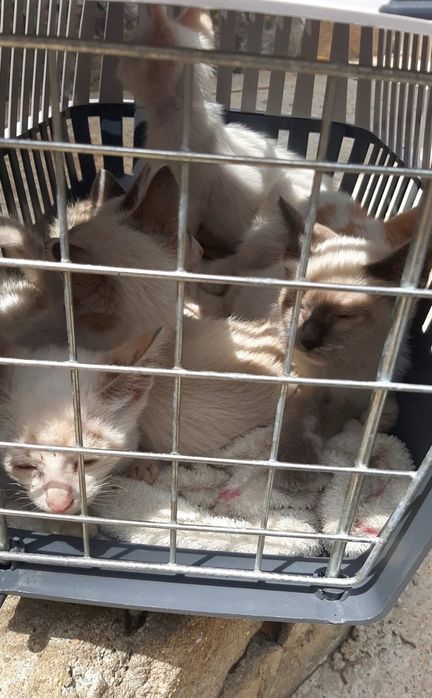 Gatos bebés para adoção