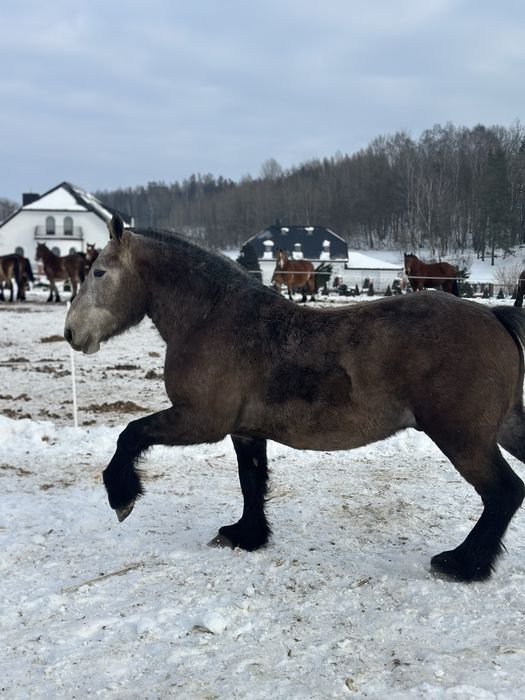Ogier zimnokrwisty Herkules