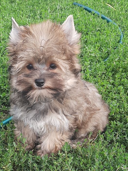 Кольоровий йорк. Хлопчик