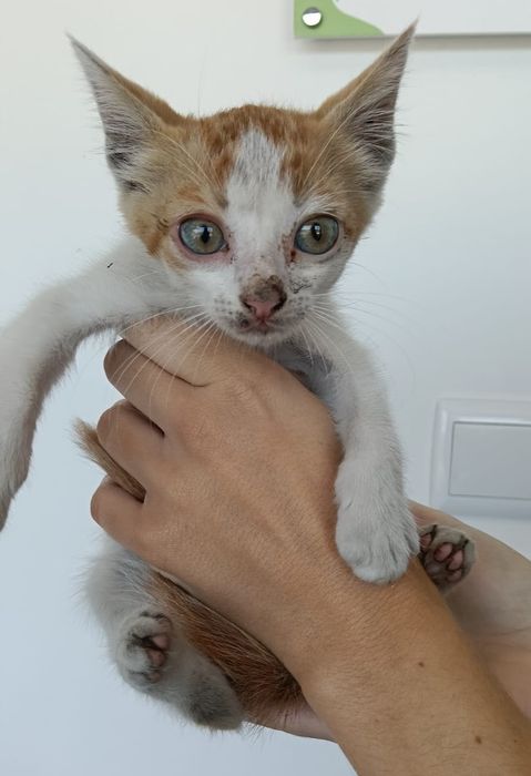 Croquete-  gato bebé para adoção responsável