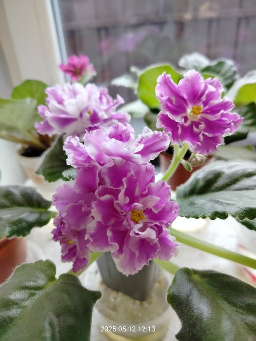 Пропоную обмін фіалками/листям