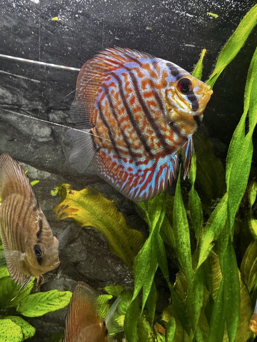 Дискуси  Leopard Discus