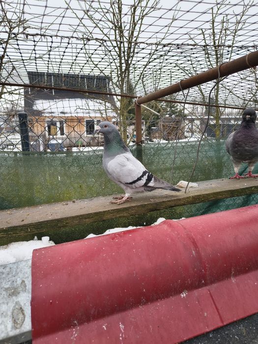 Gołębie staropolskie